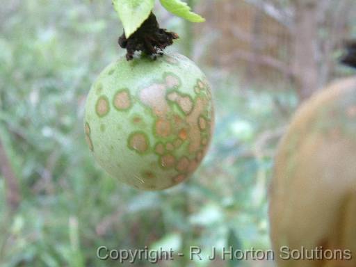 Passionfruit fungal disease 